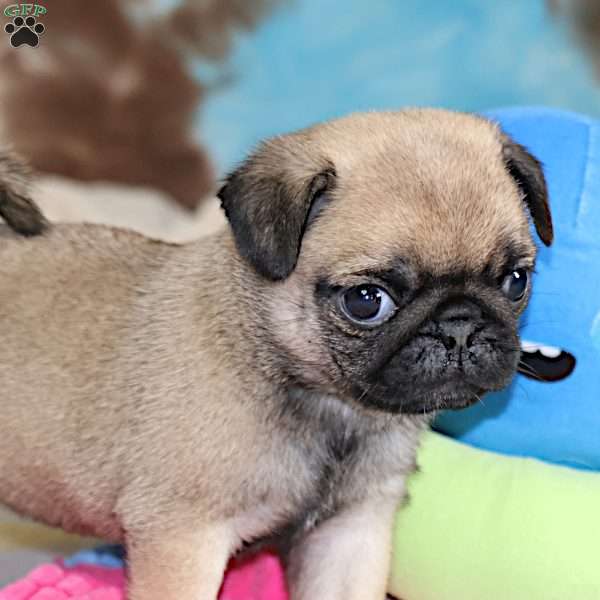 Sierra, Pug Puppy